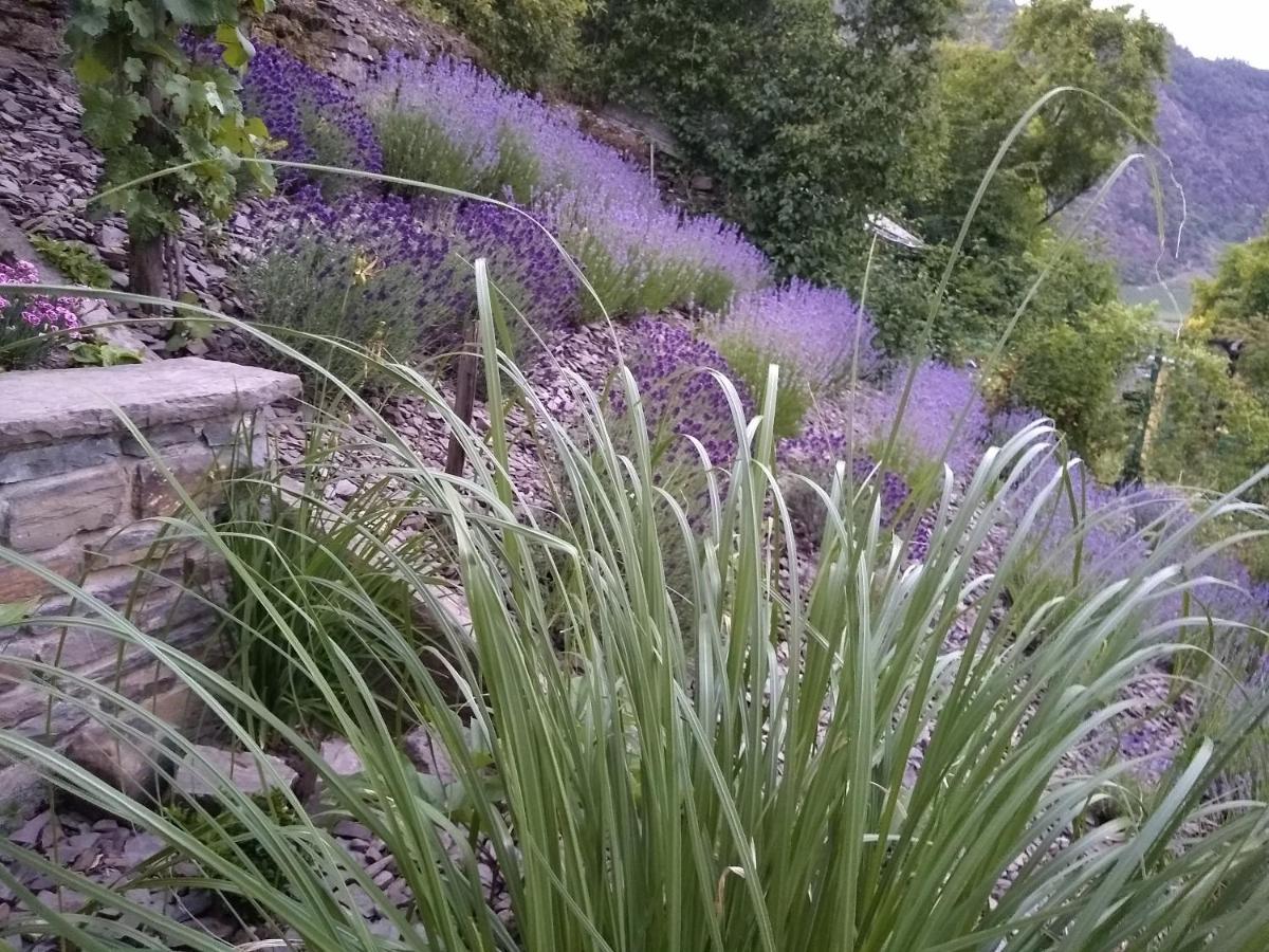 Lavendel Cochem